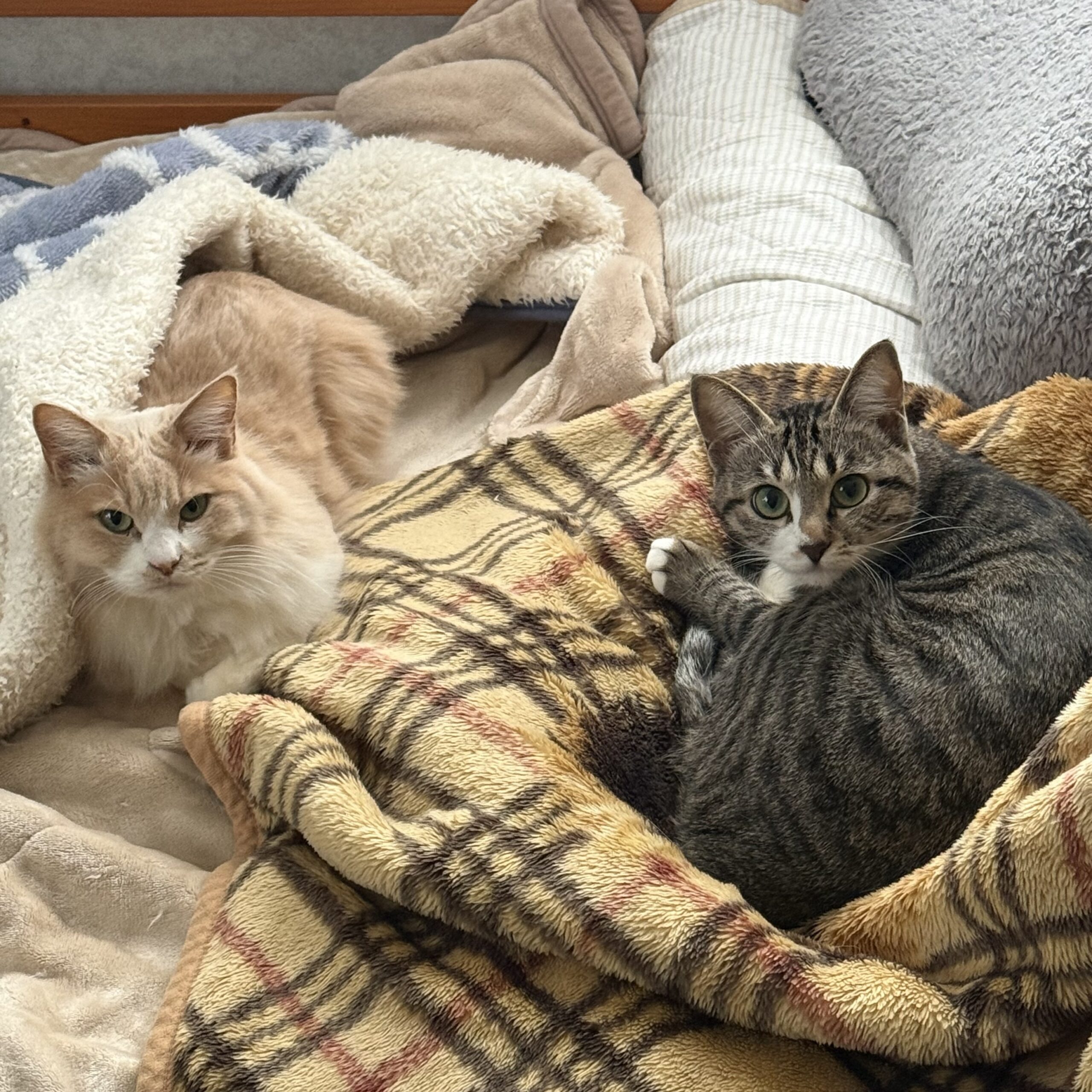 年末年始、実家にて