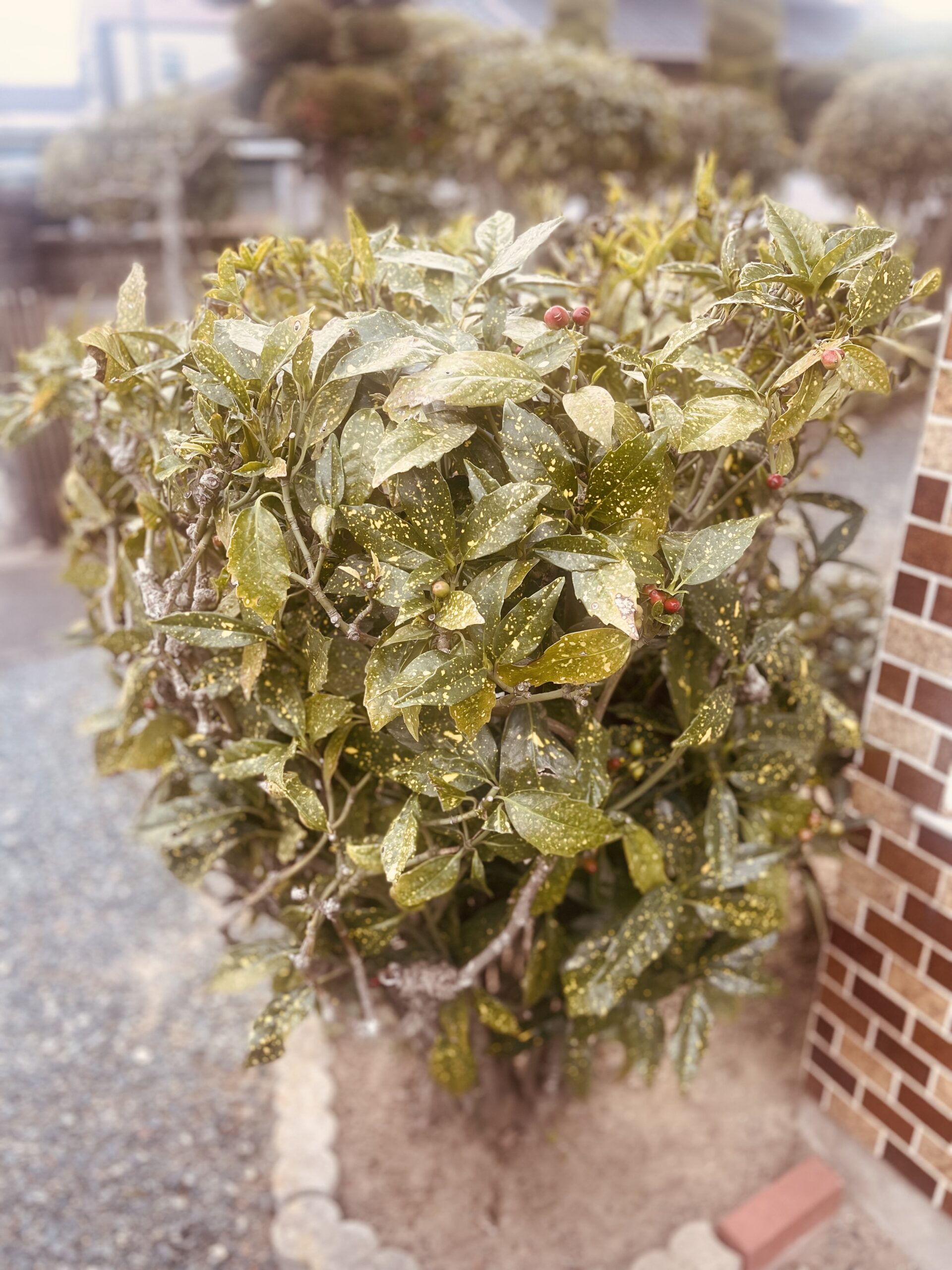 『運命と運勢』