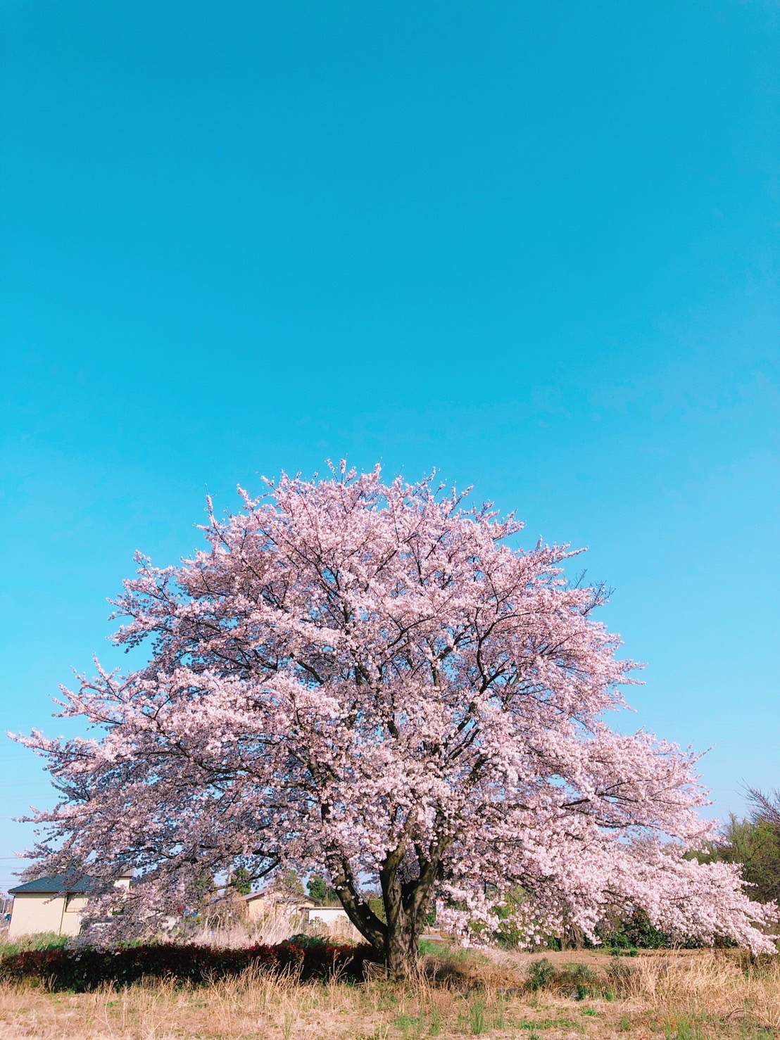 【あの頃の桜】
