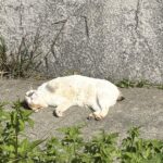 猫島（城ヶ…
